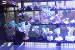 6__2963_fischboerse26_web1920