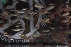 6__3155_fischboerse26_web1920