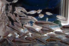 MG_6423_fischboerse26__fischboerse26_web1920