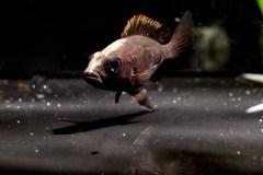 MG_6430_fischboerse26__fischboerse26_web1920