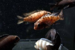 MG_6439_fischboerse26__fischboerse26_web1920