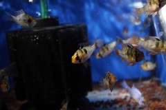 MG_6467_fischboerse26__fischboerse26_web1920