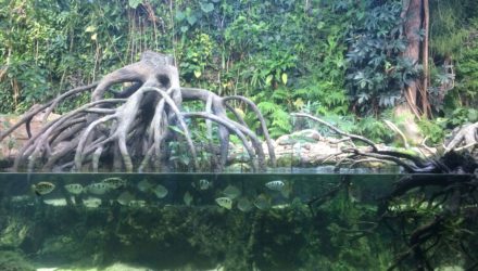 Ausflug in die Tropen und den Regenwald – Zoo Zürich